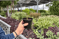 Alocasia Platinum Bisma - 2 Live Plants in 4-Inch Pots