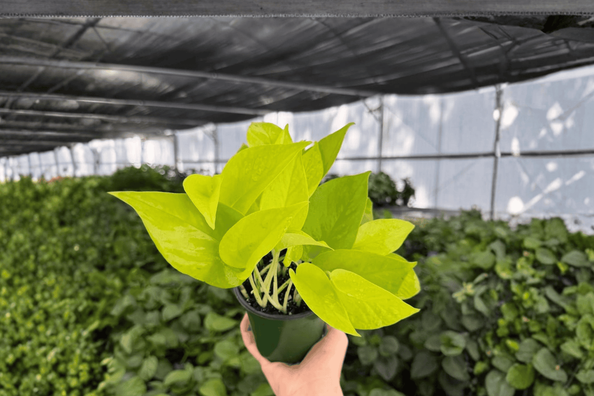 Neon Pothos Epipremnum aureum 'Neon' - 2 Live Plants in 4-Inch Pots