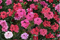 Sweetheart Kisses Moss Verbena Live Plant in 4-Inch Pot – Verbena tenuisecta 'Sweetheart Kisses'