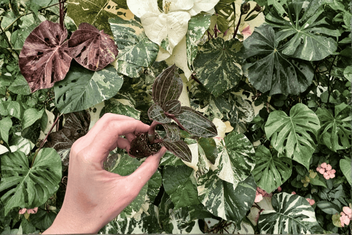 Ludisia discolor Jewel Orchid Starter Plants (2) Bare Root | Tissue-Cultured