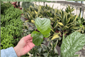 Calathea Orbifolia Goeppertia orbifolia - 2 Live Starter Plants in Soil Pod (2 inch) - 2 count