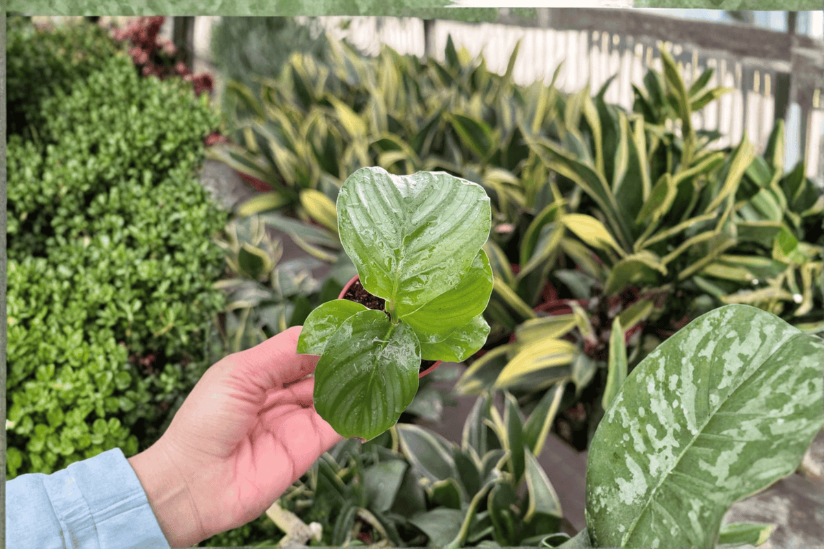 Calathea Orbifolia Goeppertia orbifolia - 2 Live Starter Plants in Soil Pod (2 inch) - 2 count