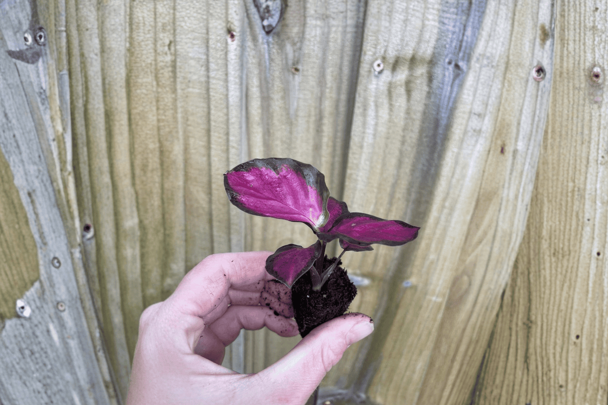 Calathea Crimson Starter Plants (Goeppertia picturata 'Crimson') - 2 Bare-Root Starter Plants
