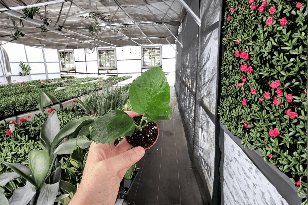Sweet Persuasion Hibiscus Live Starter Plant (Hibiscus rosa-sinensis) - 2-Inch Cultivation Size, Bare Root