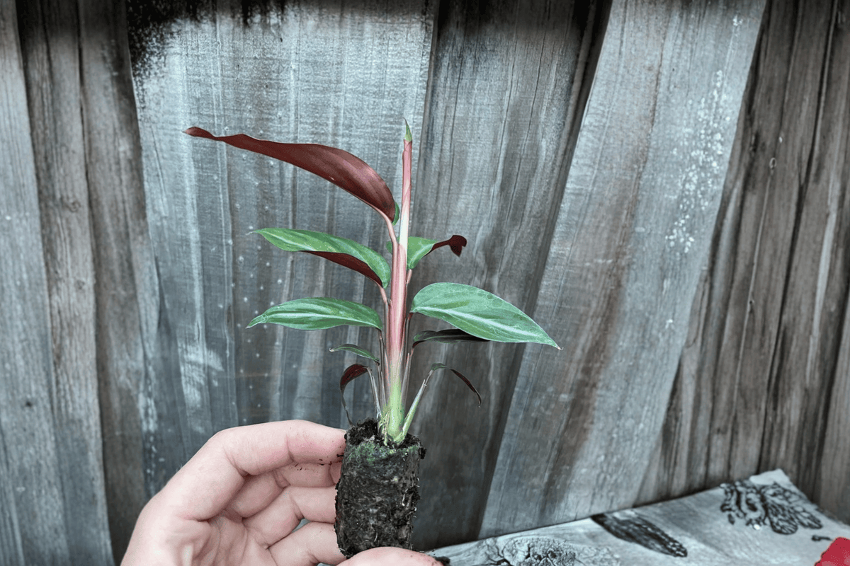 Goeppertia sanguinea (Calathea Sanguinea) - 2 Live Starter Plants, 2-Inch Pot - Bare Root