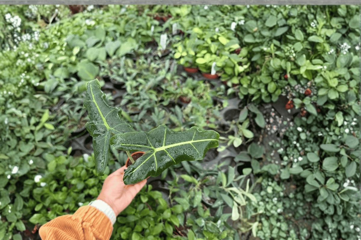 Alocasia Sarian Starter Plants (2) – Bare Root, 2-Inch Potting, Tropical Foliage