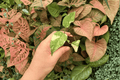 Monstera Legacy Starter Plants (2) | Exact Plants Pictured