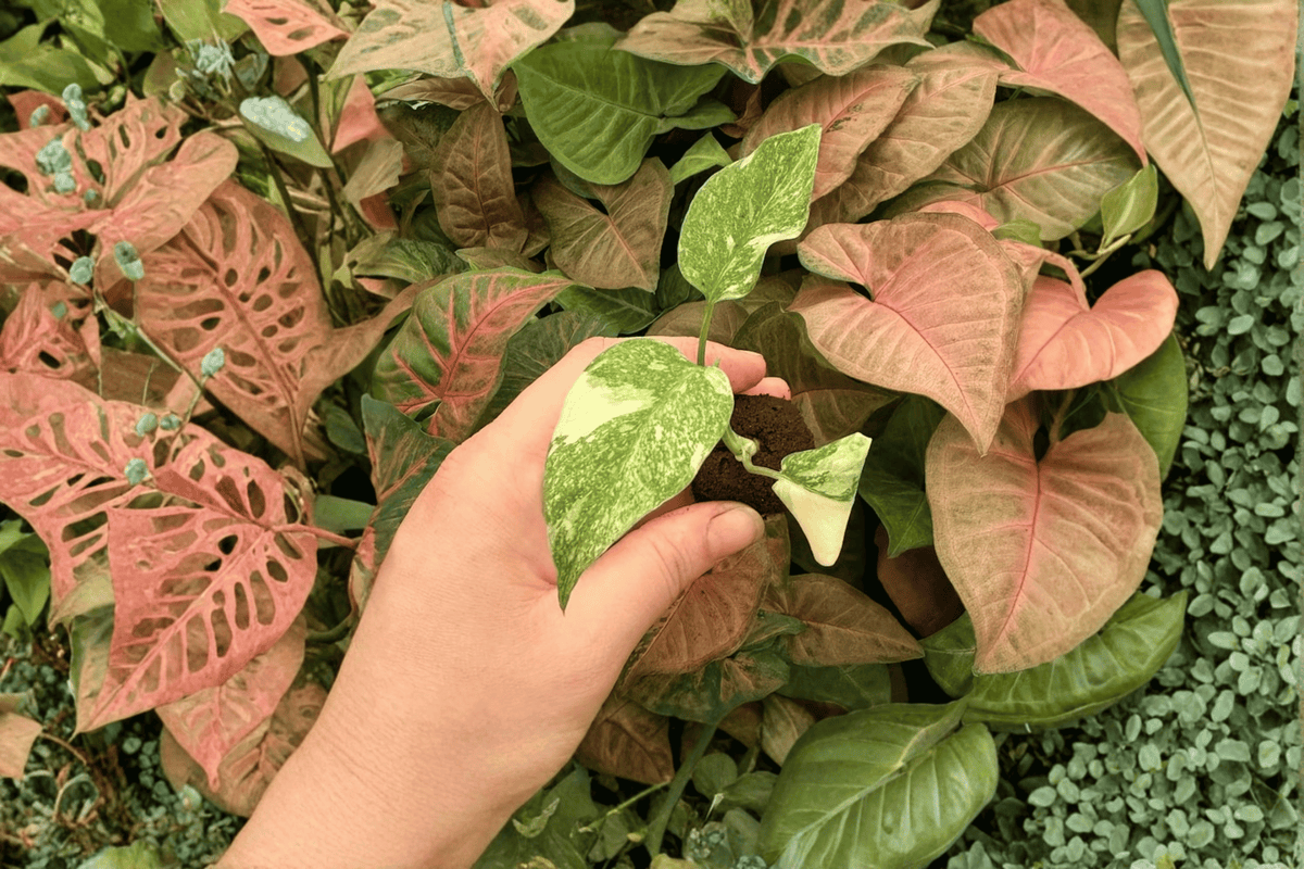 Monstera Legacy Starter Plants (2) | Exact Plants Pictured