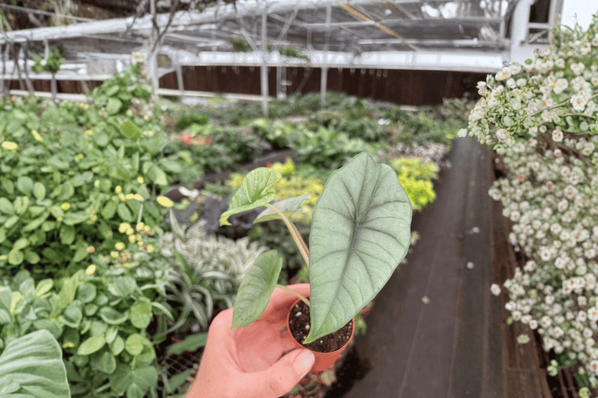 Alocasia Bisma Platinum Starter Plants – 2-Pack in 2-Inch Format