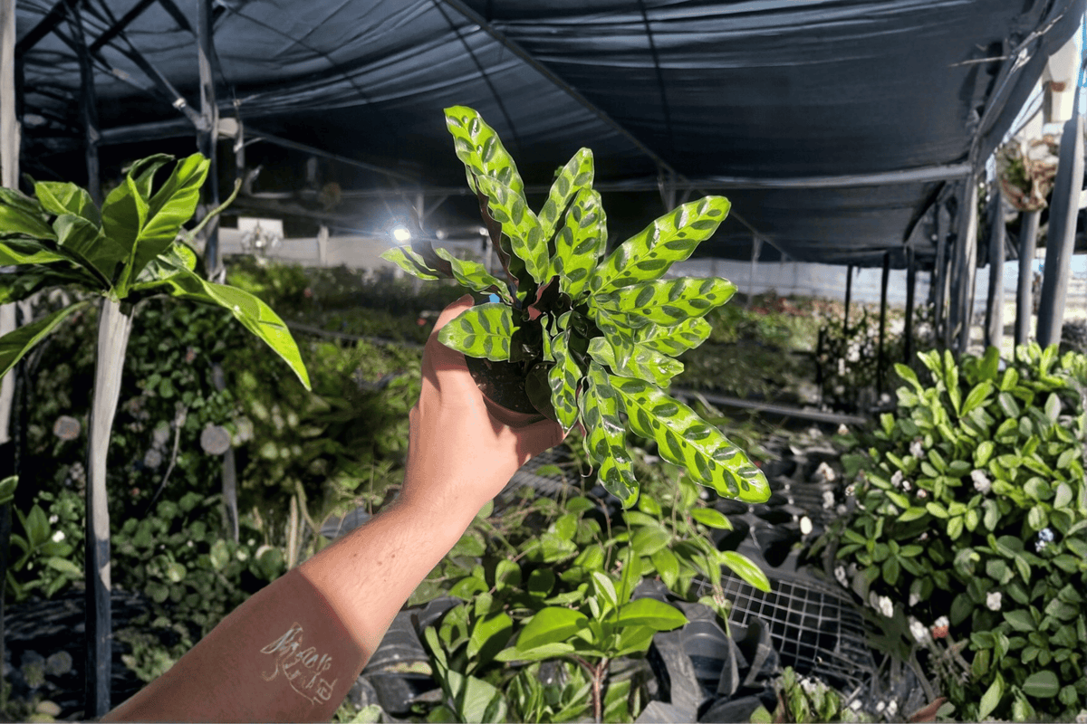 Calathea lancifolia 'Rattlesnake' Live Plants (2) in 4-Inch Pots