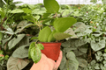 Hoya Parasitica Splash Hoya verticillata 4-Inch Live Plant - 2 Pack