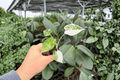 Variegated Alocasia Frydek (Alocasia micholitziana ‘Frydek’) - 2 Live Starter Plants (Plug)