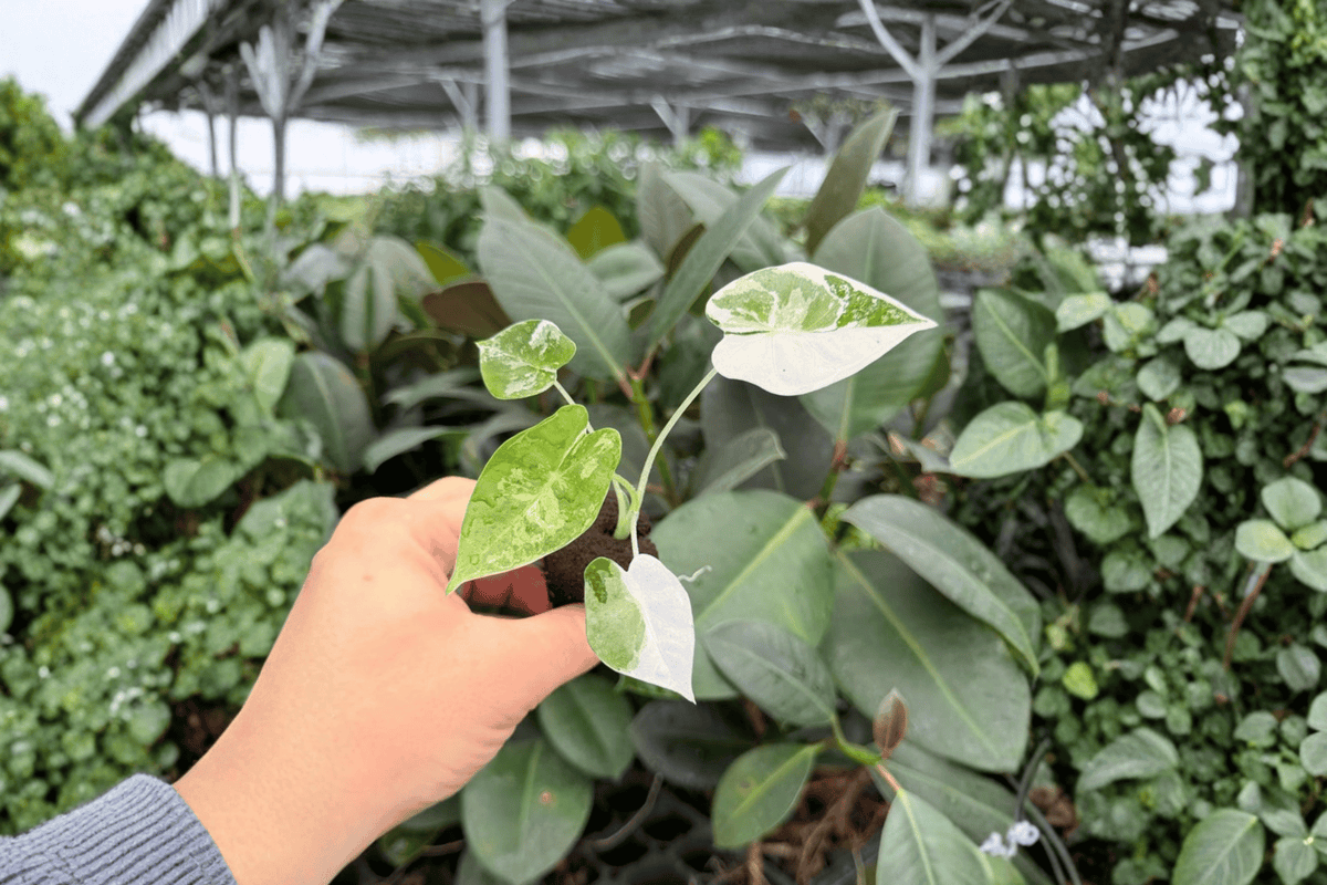 Variegated Alocasia Frydek (Alocasia micholitziana ‘Frydek’) - 2 Live Starter Plants (Plug)
