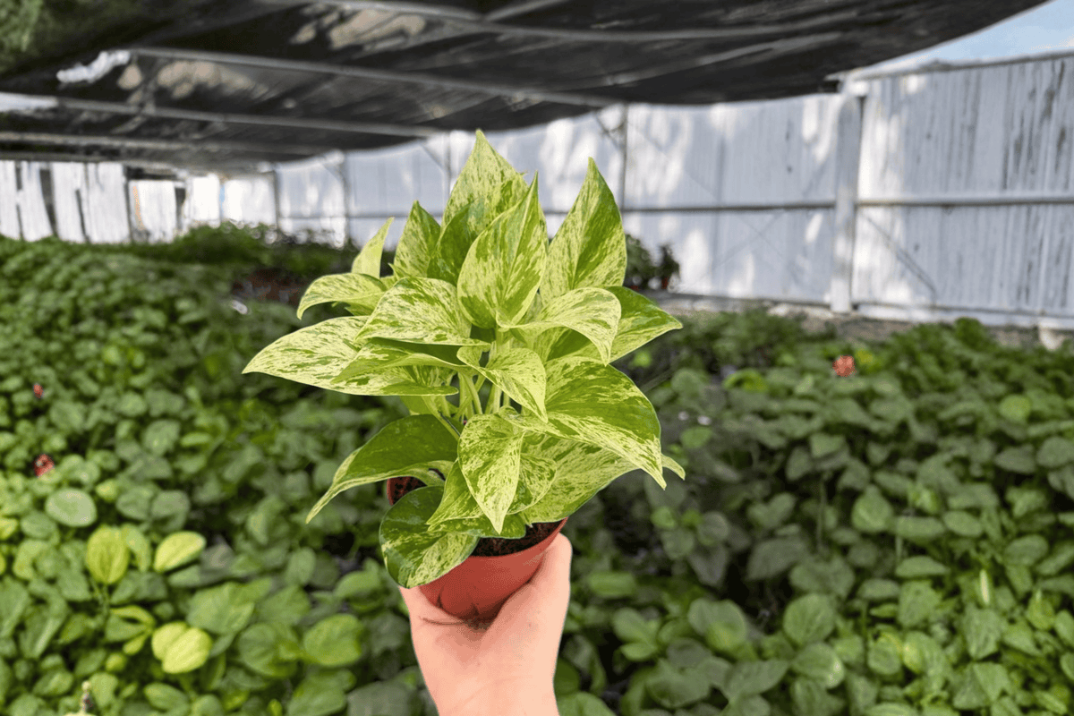 Snow Queen Pothos 2 Live Plants in 4-Inch Pots | Epipremnum aureum 'Snow Queen'