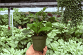 Hoya carnosa 'Chelsea' - 2 Exact Live Plants in 4-Inch Pots