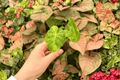 Alocasia Portora Aurea Starter Plants – 2 Live Starter Plants, Exact Plants Pictured