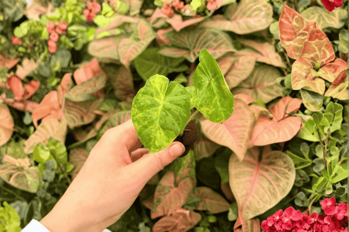 Alocasia Portora Aurea Starter Plants – 2 Live Starter Plants, Exact Plants Pictured
