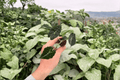 Alocasia Mandalay Starter Plants (2 Exact Live Plants) - Upright Aroid