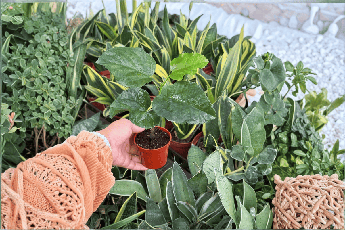 Think Pink Hibiscus Live Starter Plant (Hibiscus rosa-sinensis) - 2-Inch Cultivation Size, Bare Root