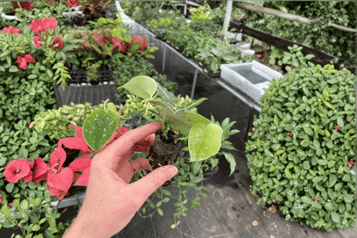 Scindapsus pictus 'Exotica' Starter Plants (2) – Bare Root Satin Pothos