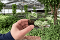 Syngonium Albo Starter Plants (2) | Variegated Arrowhead Plant, Syngonium podophyllum