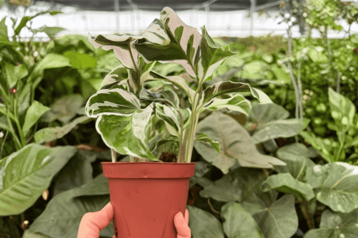 Calathea White Fusion (Goeppertia lietzei 'White Fusion') - 2 Live 4-Inch Pots