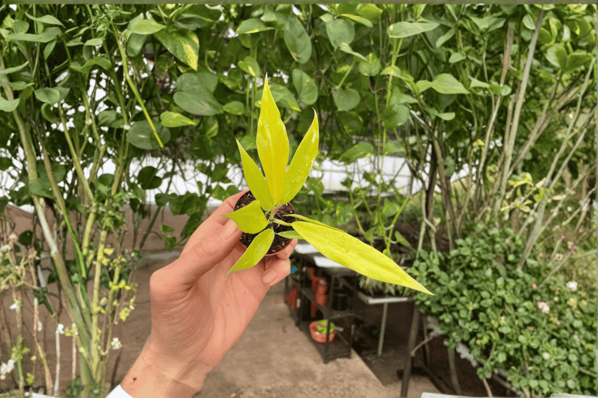 Philodendron Golden Crocodile Starter Plants - 2 Live Cuttings, Bare Root