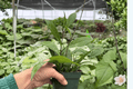 Hoya Pubicalyx Splash - Exact Live Plant (Bare Root) 4-Inch Cultivation Size