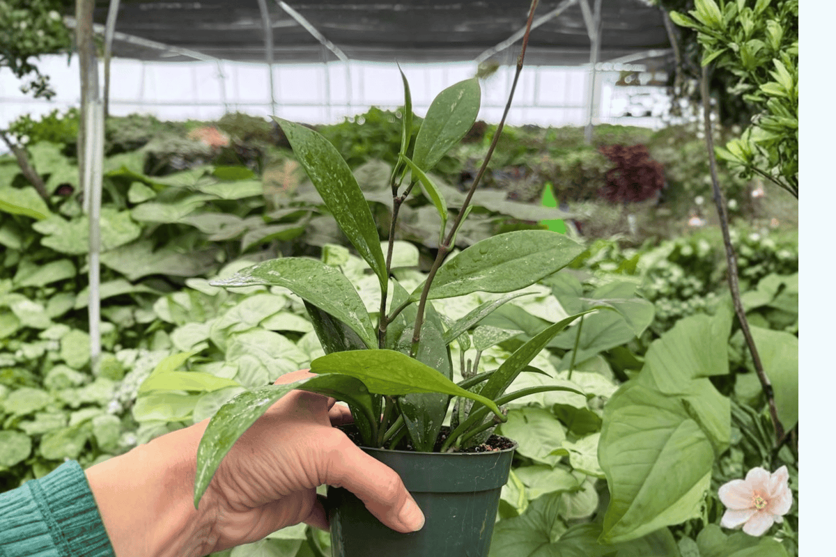Hoya Pubicalyx Splash - Exact Live Plant (Bare Root) 4-Inch Cultivation Size