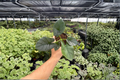 Alocasia Reginae - 2 Live Plants in 4-Inch Pots | Exact Plants