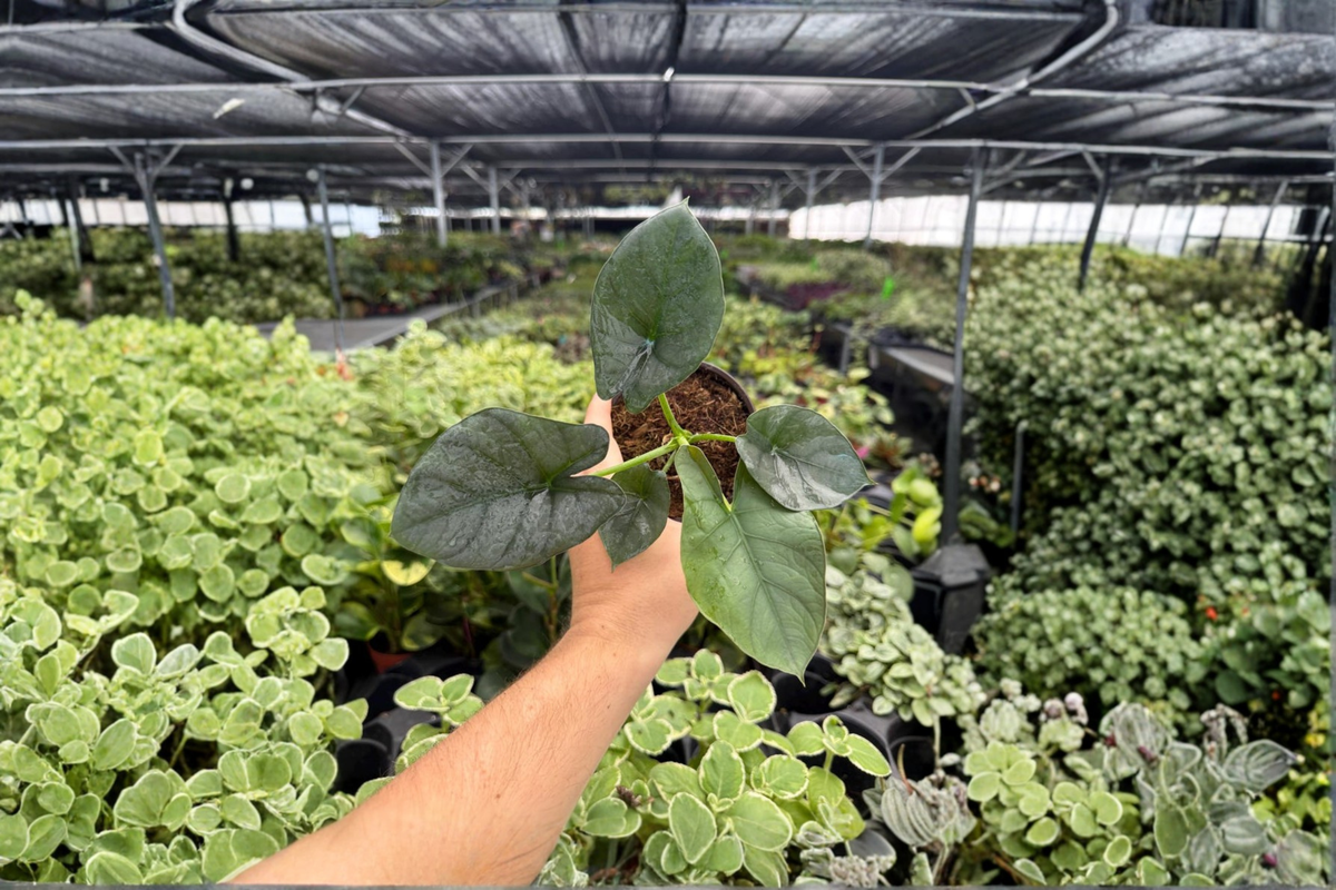 Alocasia Reginae - 2 Live Plants in 4-Inch Pots | Exact Plants