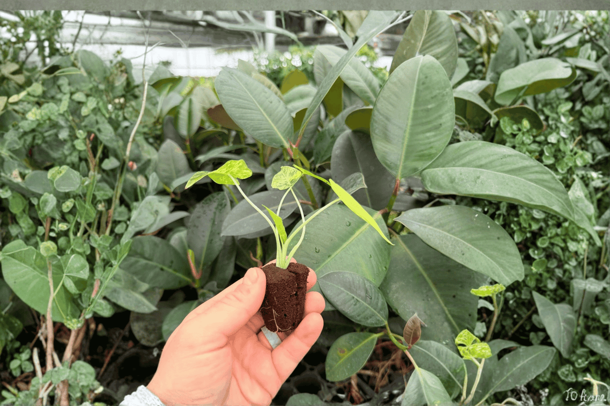 Yellow Variegated Alocasia Gageana Aurea 2 Live Starter Plants