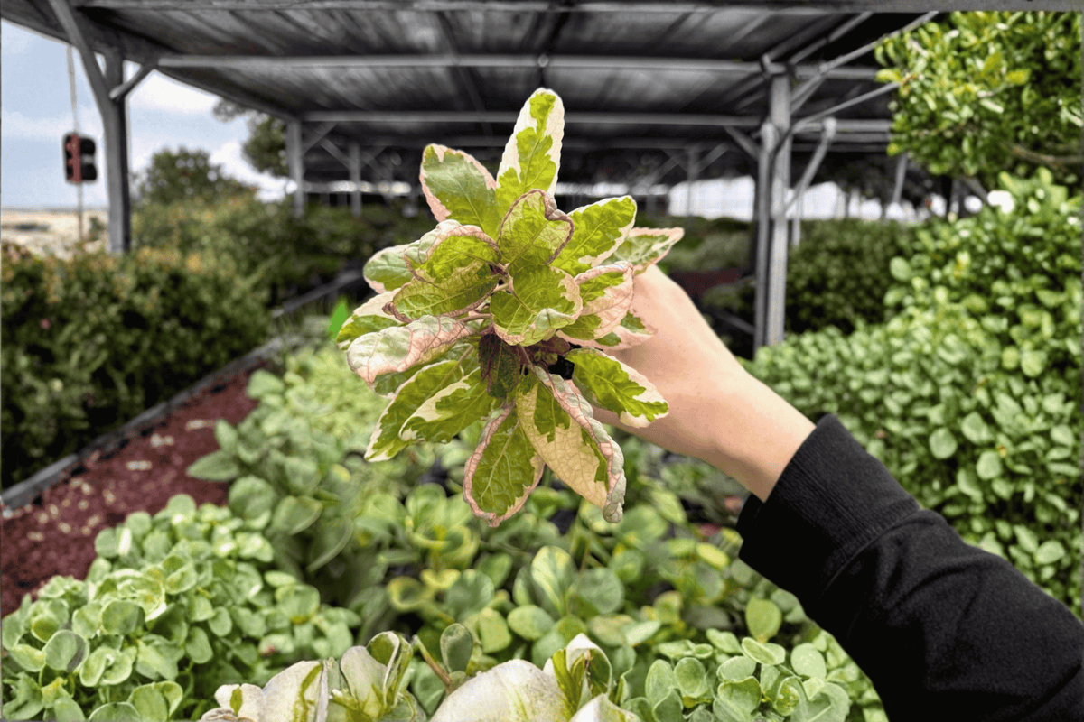 Pink Variegated Purple Waffle Plant (Hemigraphis alternata) - 2 Live Plants in 4-Inch Pots