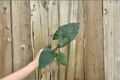 Alocasia 'Metalhead' Starter Plants (2) Bare Root | Portora x Lau­terbachiana Hybrid