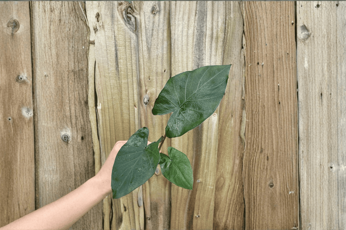 Alocasia 'Metalhead' Starter Plants (2) Bare Root | Portora x Lau­terbachiana Hybrid