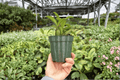 Hoya 'Rosita' Live Plant – 4-Inch Pot | Exact Plant Pictured