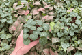 Strawberry Begonia Saxifraga stolonifera - 2 Live Bare-Root Plants (4-Inch Cultivation Size) Exact Plants