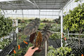 Alocasia Cuprea 2 Live Plants in 4-Inch Pots | Indoor Tropical Foliage