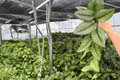 Scindapsus Treubii Moonlight 2 Live Plants in 4-Inch Pots