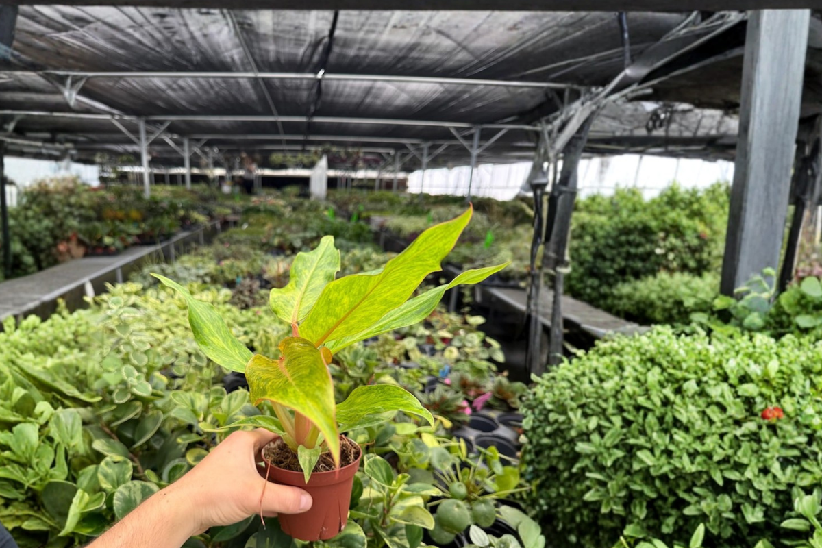 Philodendron Orange Marmalade - 2 Live Plants in 4-Inch Pots
