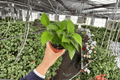 Jade Pothos 2 Live Plants in 4-Inch Pots | Epipremnum aureum