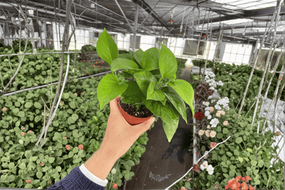 Jade Pothos 2 Live Plants in 4-Inch Pots | Epipremnum aureum