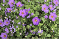 Epic Blue Bacopa (Sutera cordata) 1 Live Plant in 4-Inch Pot