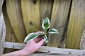 Hosta Patriot 2 Live Starter Plants in Soil Pods | Variegated Starter Hosta