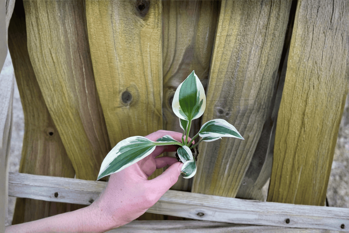 Hosta Patriot 2 Live Starter Plants in Soil Pods | Variegated Starter Hosta