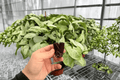 Alocasia Loco 2 Live Starter Plants | Exact Plants Pictured