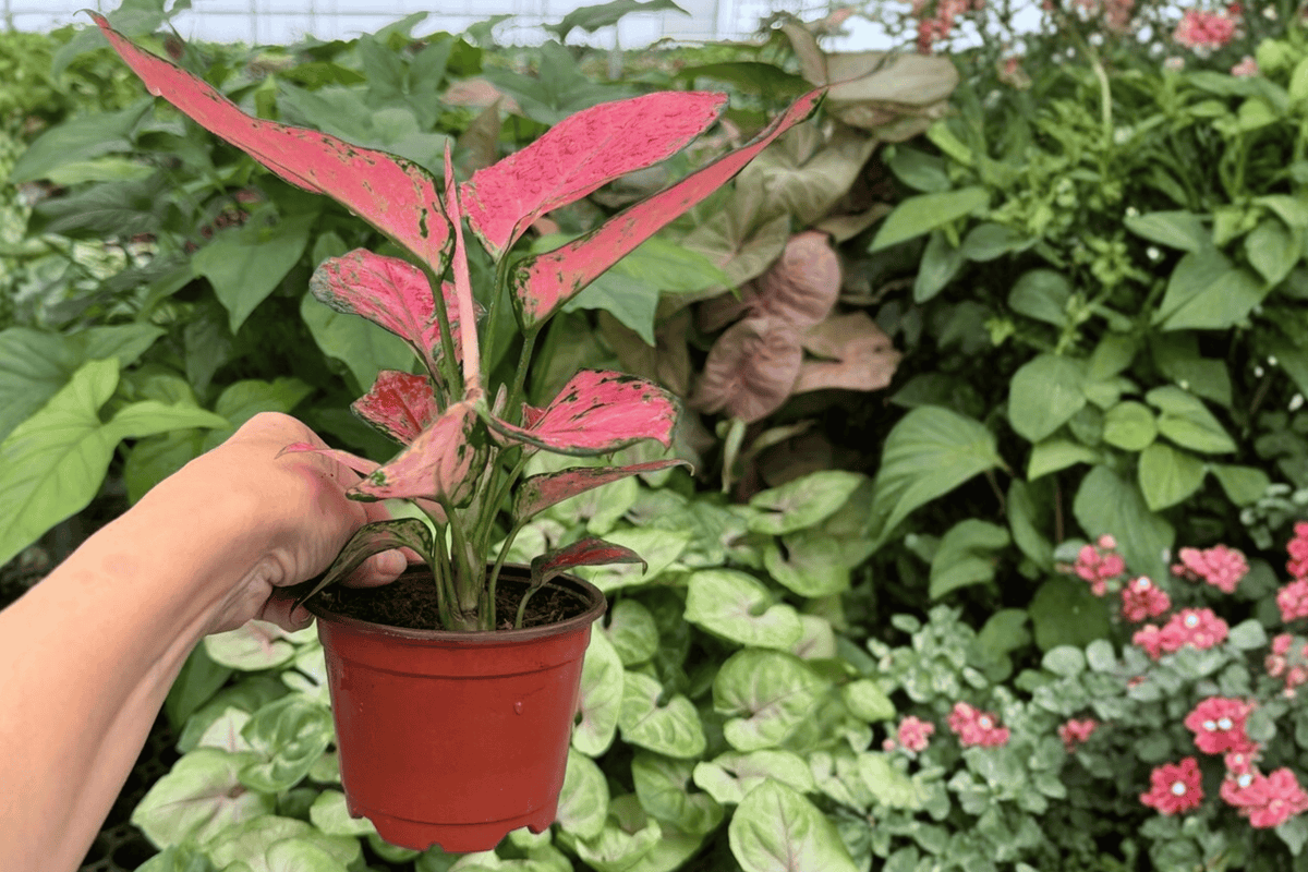 Aglaonema Geely Red - 2 Live Plants in 4-Inch Pots