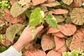 Monstera Legacy Starter Plants – 2 Live Plants (Exact Plants Pictured) in 2" Pots