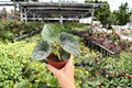 Alocasia Reginae Live Plants (2) in 4-Inch Pot - Bare-Root Shipping
