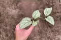 Begonia U309 Starter Plants - 2 Bare Root Begonia U309 Starter Plants